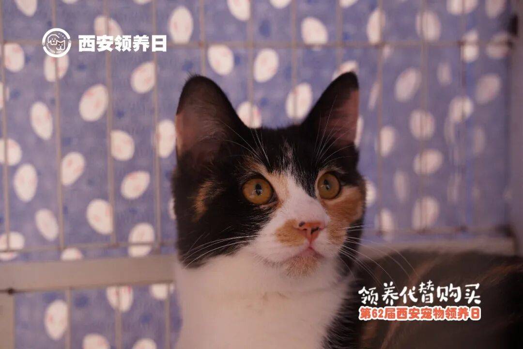 第63届西安宠物领养日不朽情缘mg网址邀请函(图2) 第63届西安宠物领养日不朽情缘mg网址邀请函(图2)